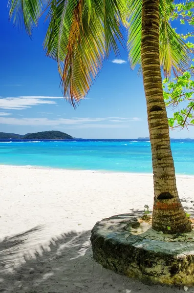 Green tree on white sand beach — Stock Photo, Image