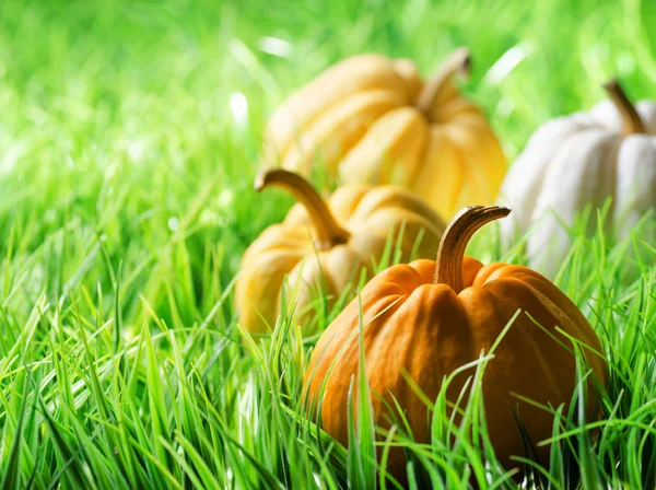 Calabazas sobre hierba verde natural — Foto de Stock