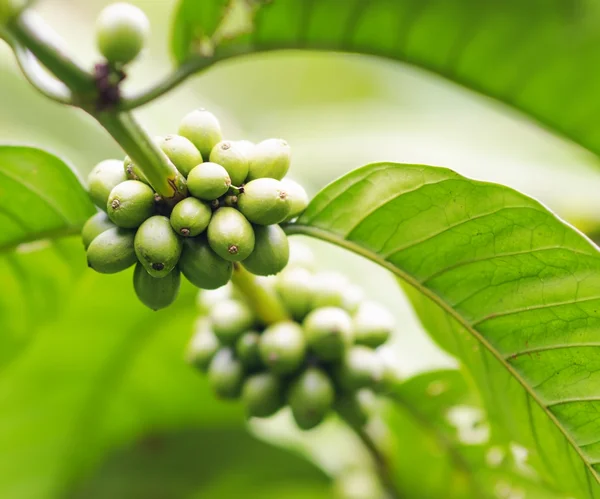 Granos de café en la rama. Café Robusta —  Fotos de Stock