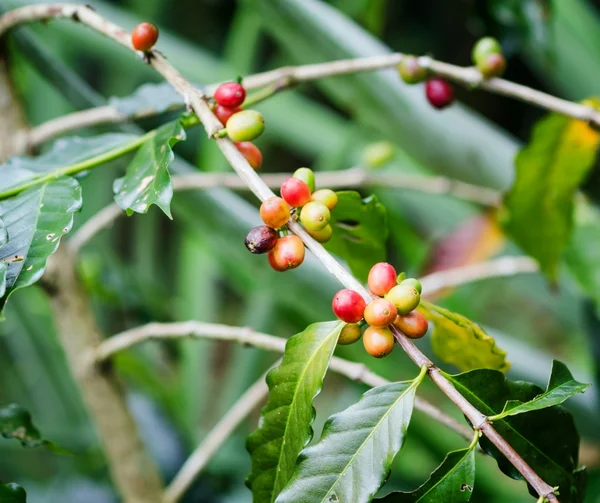 Kopi kacang di cabang. Robusta Coffee — Stok Foto