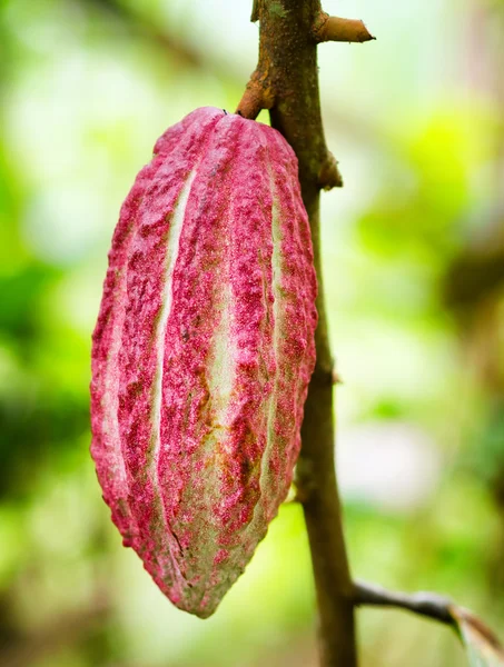 Ripe cacao bean on the wood — Stock Photo, Image