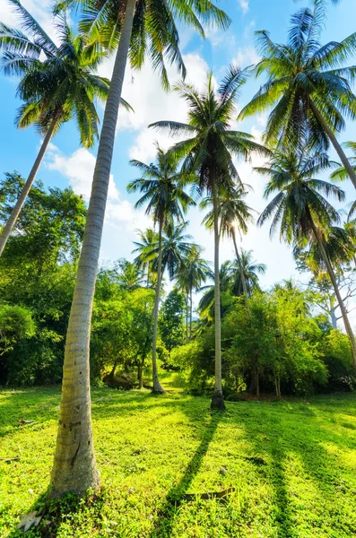 Palmeras contra el cielo azul — Foto de Stock