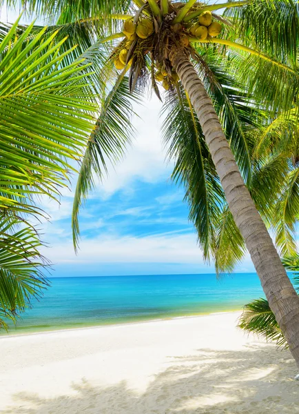 Зелене дерево на пляжі з білим піском — стокове фото