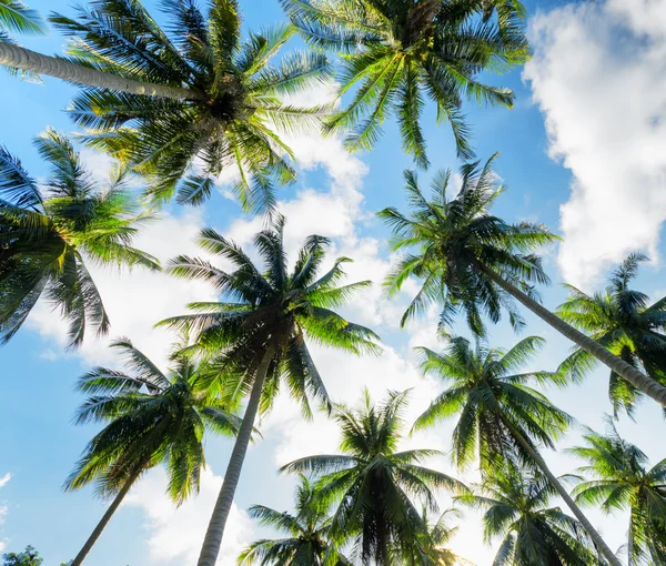 Palmeras contra el cielo azul —  Fotos de Stock