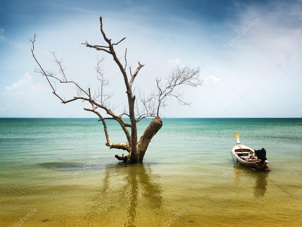 Dry tree and boat in water
