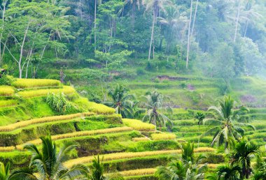 ricce Teras, bali Adası, Endonezya