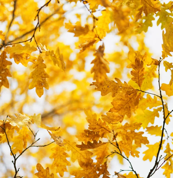 Yellow oak leaves in fall season — Stock Photo, Image