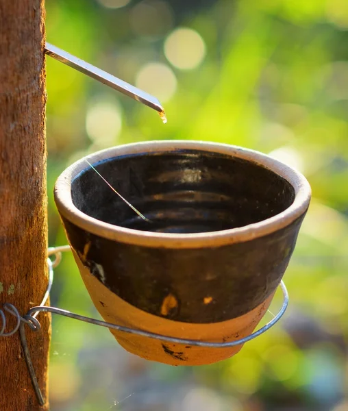 Getting of milk of rubber tree — Stock Photo, Image