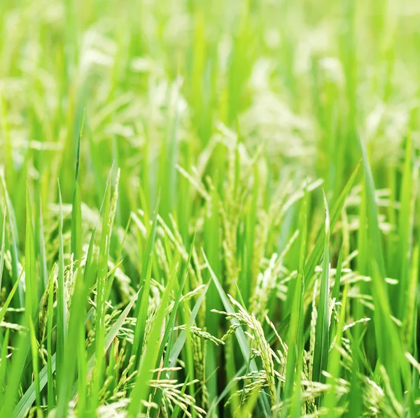 Green rice field — Stock Photo, Image