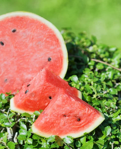 Reife Wassermelone auf grünem Gras — Stockfoto