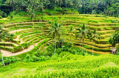 ricce Teras, bali Adası, Endonezya