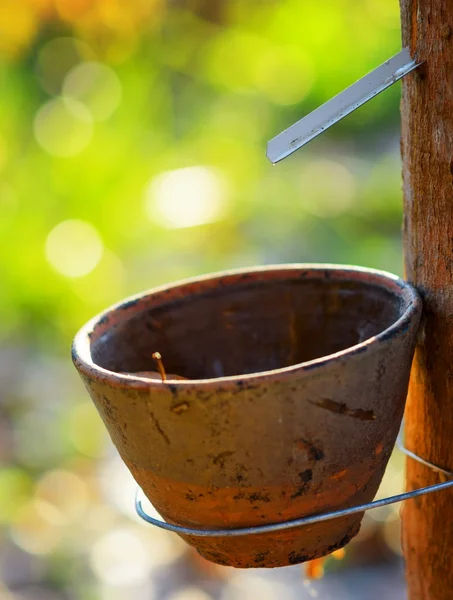 Getting of milk of rubber tree — Stock Photo, Image