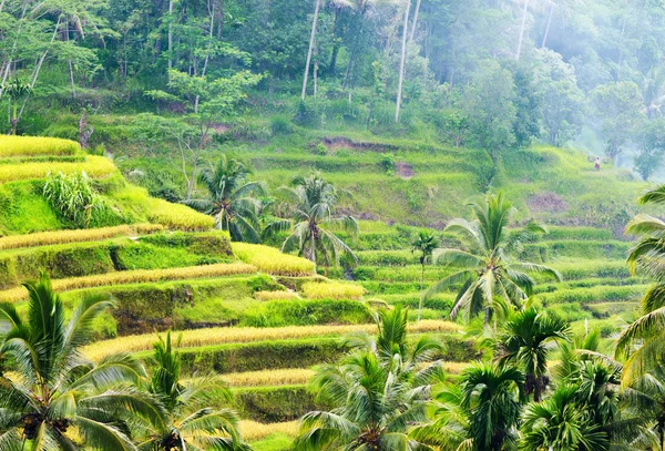 Ricce terrassen på ön bali, Indonesien — Stockfoto