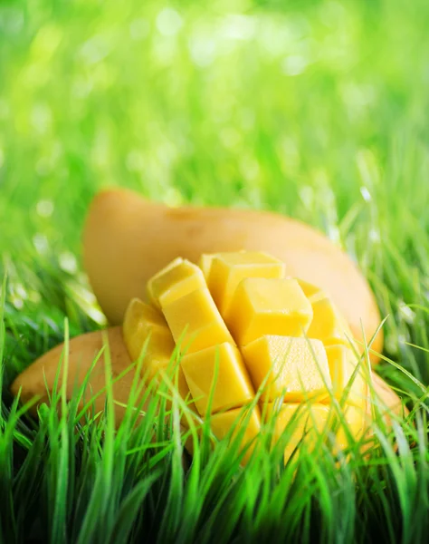Gele mango op groen gras — Stockfoto