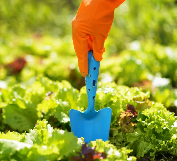 Wanita dalam sarung tangan oranye bekerja di kebun — Stok Foto