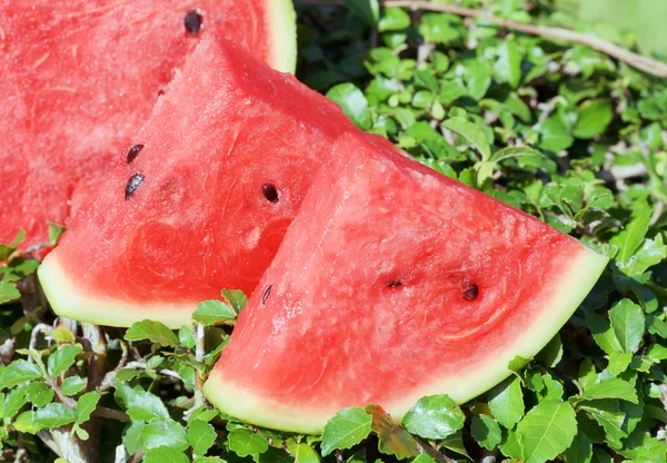 Ripe watermelon on green grass — Stock Photo, Image