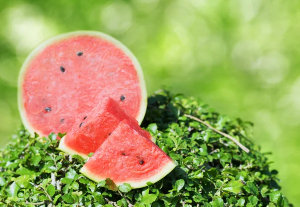 Ripe watermelon on green grass — Stock Photo, Image