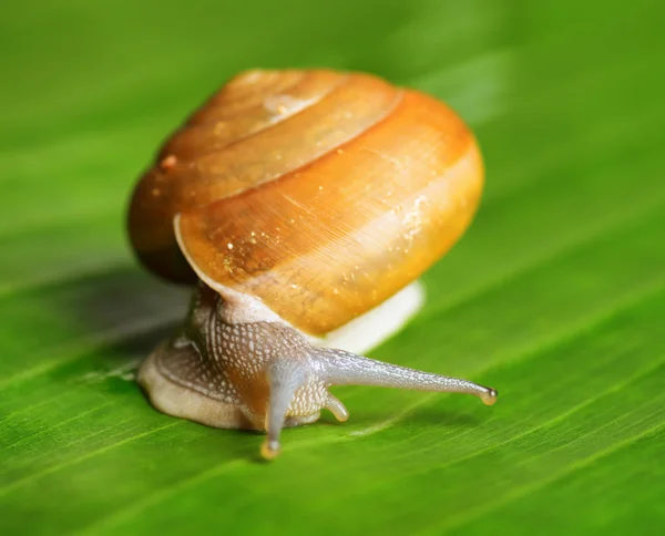 Snail creeps on green leaf. — Stock Photo, Image