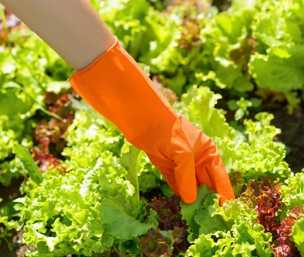 Frau in orangefarbenen Handschuhen arbeitet im Garten — Stockfoto