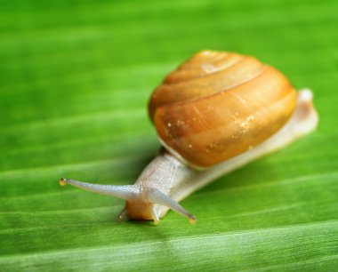 Snail creeps on green leaf.