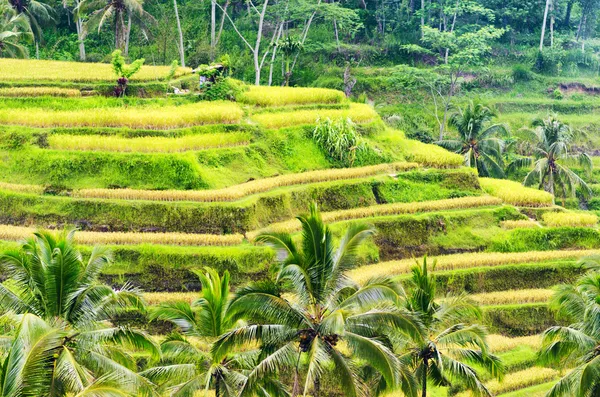 Ricce terrassen på ön bali, Indonesien — Stockfoto
