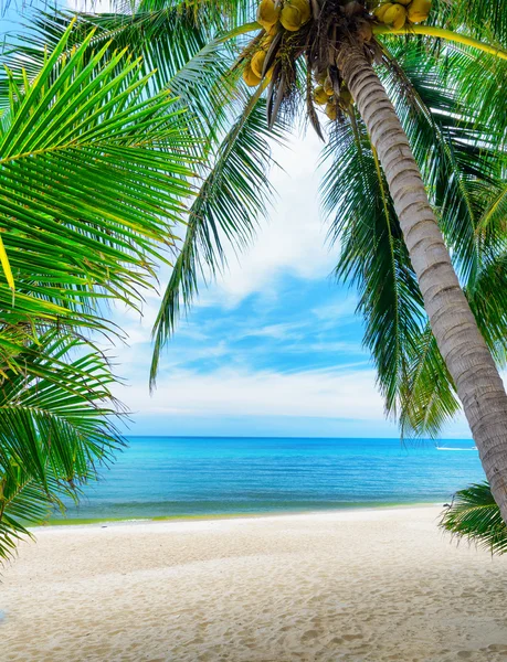 Yeşil ağaç beyaz kum plaj üzerinde — Stok fotoğraf