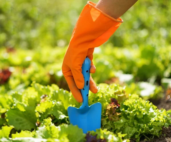 Mujer con guantes naranja trabajando en el jardín — Foto de Stock