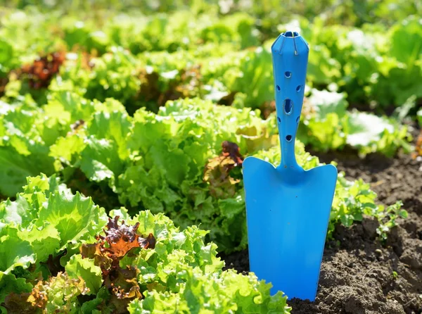 Blaue Schaufel und grüner Salat — Stockfoto