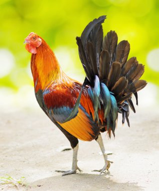 Colourful rooster walking in a farm clipart