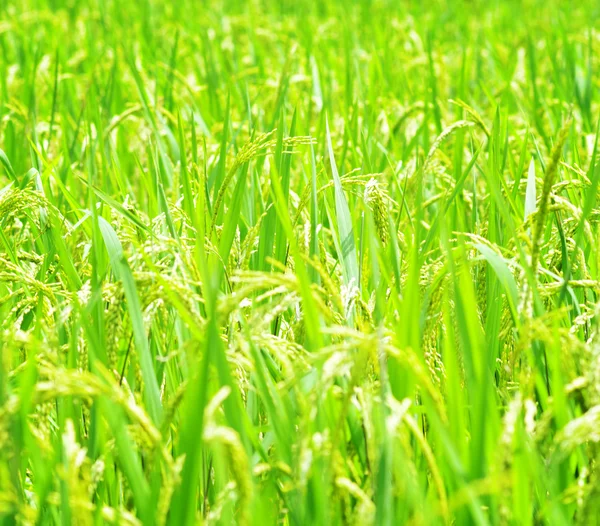 Campo de arroz verde. —  Fotos de Stock