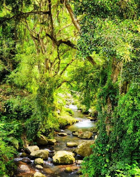 Stream w lesie tropikalnym — Zdjęcie stockowe
