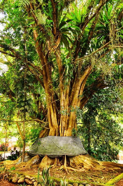 Staré banyan strom — Stock fotografie