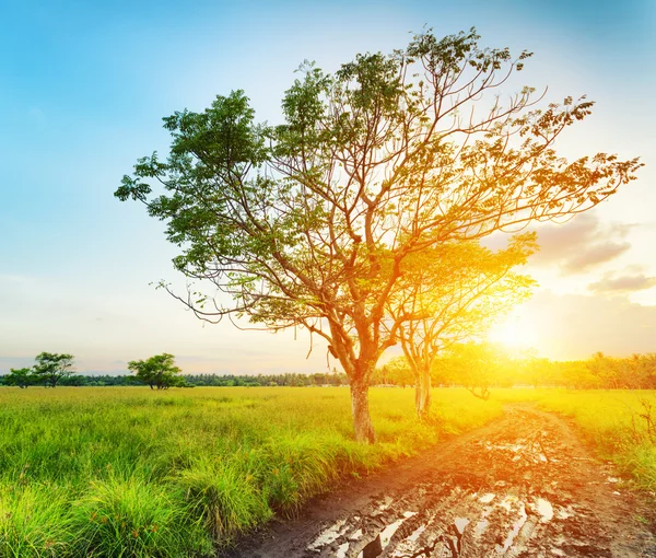 日落的时候在一棵树。夏日风景 — 图库照片