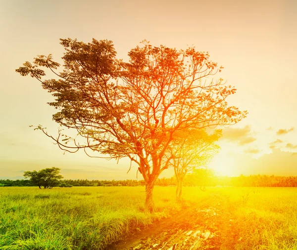 Een boom op zonsondergang tijd. zomer landschap — Stockfoto