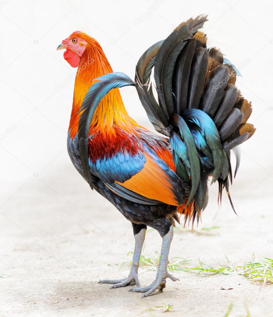 Colourful rooster walking in a farm