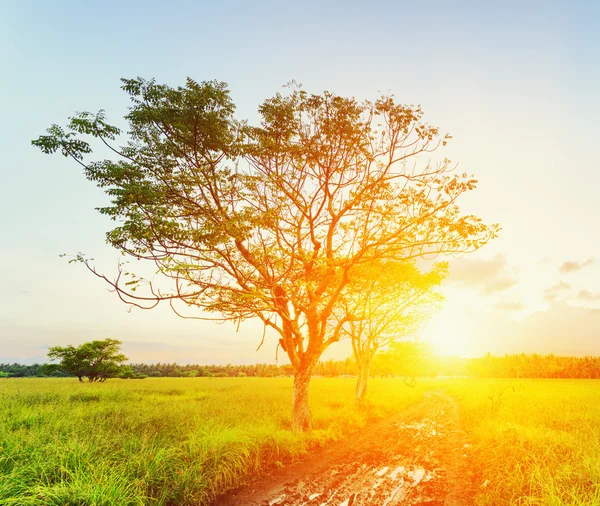 Een boom op zonsondergang tijd. zomer landschap — Stockfoto