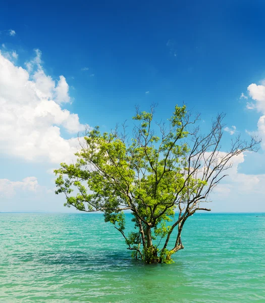 木、水で成長しています。 — ストック写真