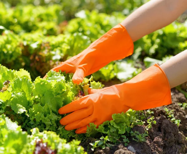 Жінка в помаранчевих рукавичках працює в саду — стокове фото