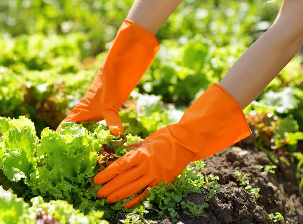 Kvinna i orange handskar arbetar i trädgården — Stockfoto
