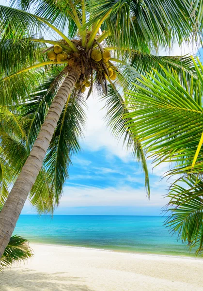 Árbol verde en una playa de arena blanca —  Fotos de Stock