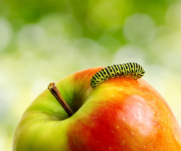 Lagarta verde em maçã vermelha — Fotografia de Stock