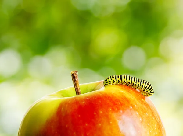 Green caterpillar on red apple — Stock Photo, Image