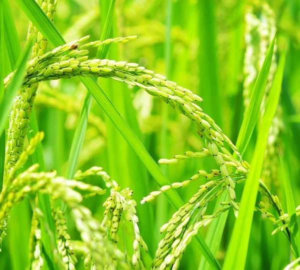 Campo de arroz verde. — Foto de Stock