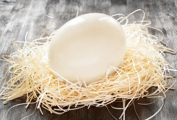Bir yuva devekuşu yumurtası — Stok fotoğraf