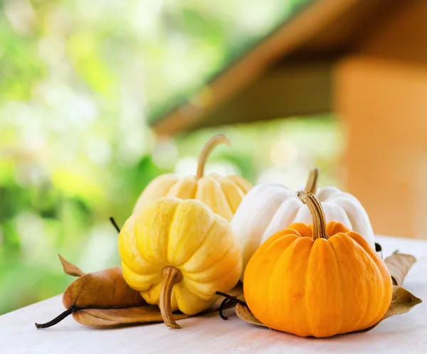 Calabazas sobre el paisaje rural —  Fotos de Stock