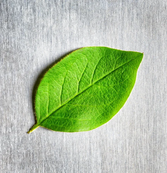 Folha verde deitada em metal riscado — Fotografia de Stock