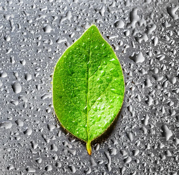 Green leaf lying on scratched metal — Stock Photo, Image
