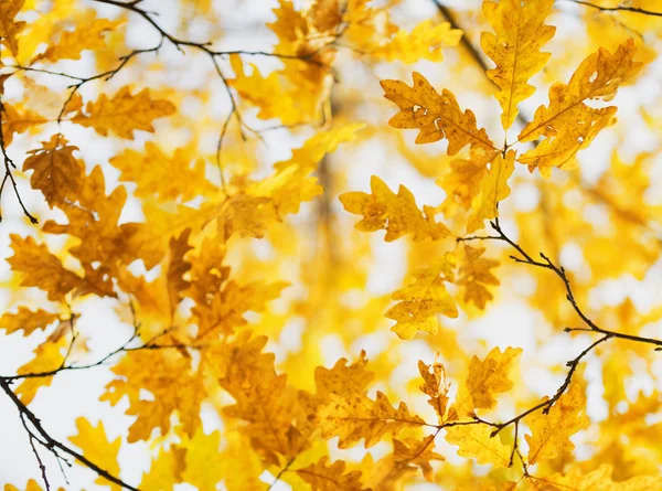 Yellow oak leaves in fall season — Stock Photo, Image