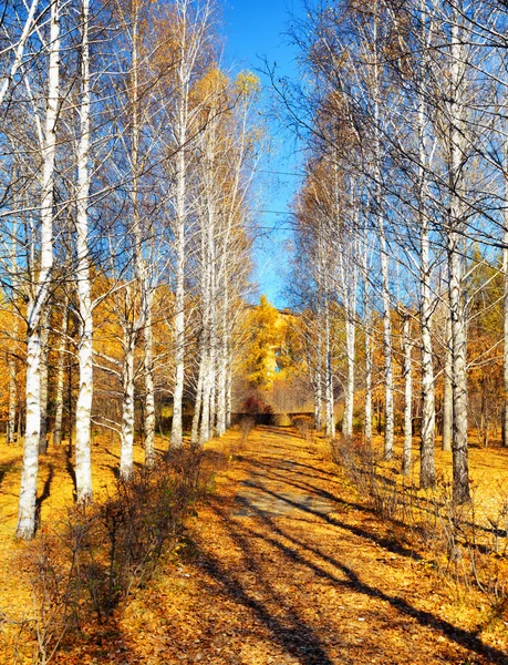 Höst i en park. höstsäsongen — Stockfoto