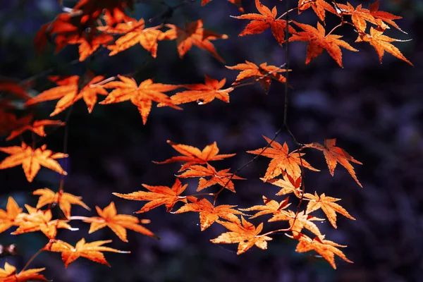 Koyu Arkaplanda Muhteşem Kırmızı Akçaağaç Yapraklarının Manzarası Nanılmaz Sonbahar Manzarası — Stok fotoğraf